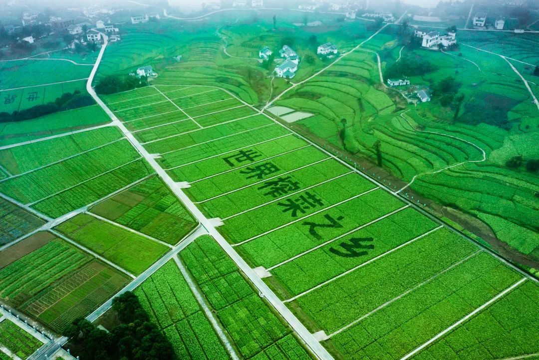 中国国家地理为《乌江》拍纪录片,探索一包榨菜的前世今生 中国国家地理为《乌江》拍纪录片,探索一包榨菜的前世今生