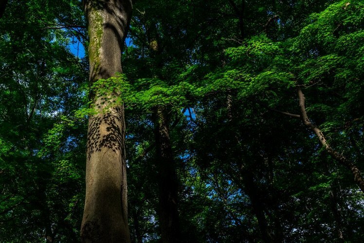 4个利用对比构图拍摄的技巧 4个利用对比构图拍摄的技巧