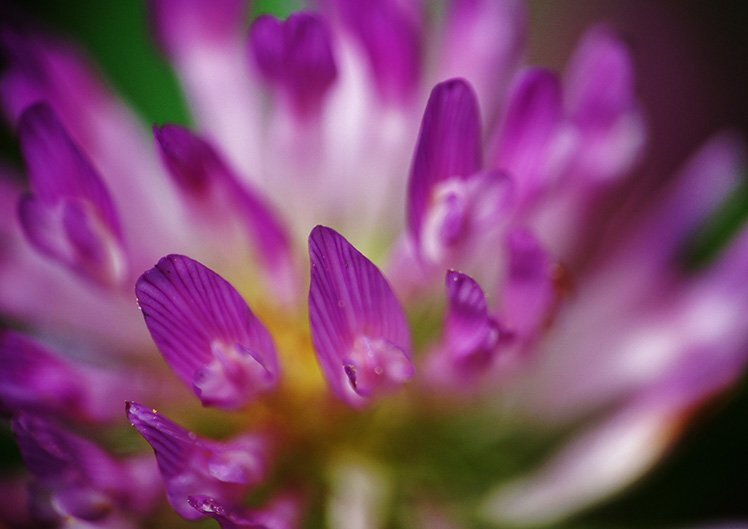 5分钟让你学懂景深的应用技巧 5分钟让你学懂景深的应用技巧