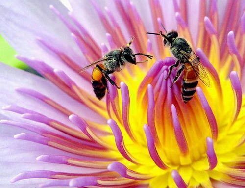 虫震江湖:昆虫的拍摄技巧 虫震江湖:昆虫的拍摄技巧