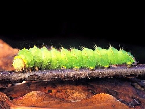 虫震江湖:昆虫的拍摄技巧 虫震江湖:昆虫的拍摄技巧