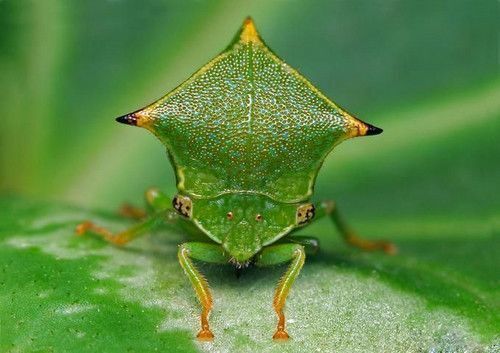 虫震江湖:昆虫的拍摄技巧 虫震江湖:昆虫的拍摄技巧