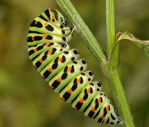 虫震江湖:昆虫的拍摄技巧 虫震江湖:昆虫的拍摄技巧
