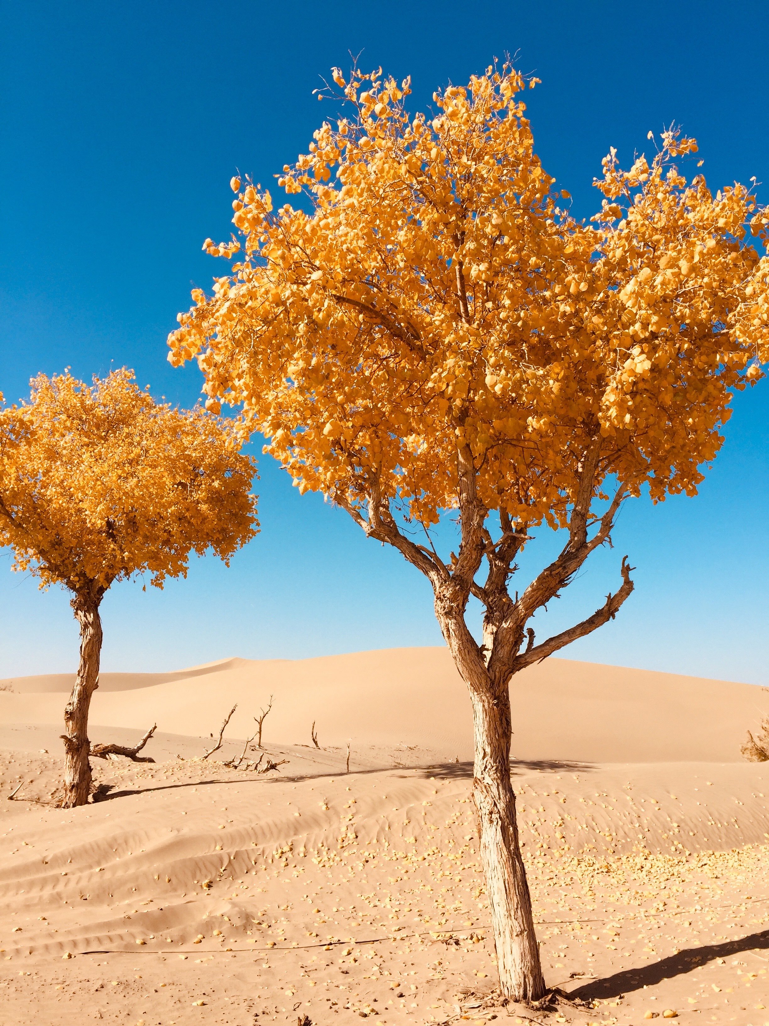 20635323.jpg 2018-10-17-114841.jpg