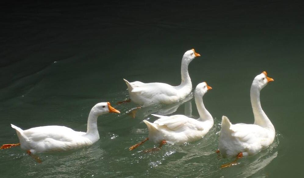 1011137273.jpg QQ截图20170822170937.jpg