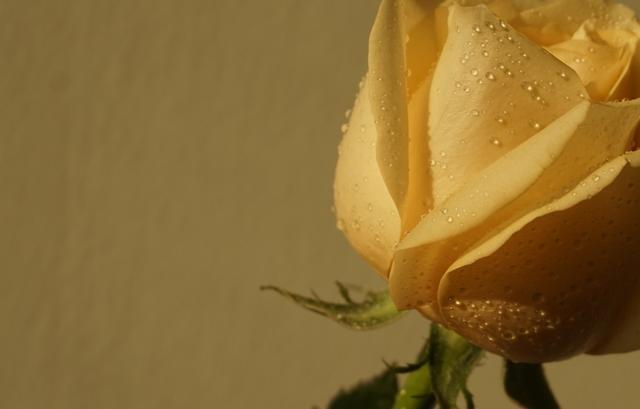 1226175549.jpg 8.jpg