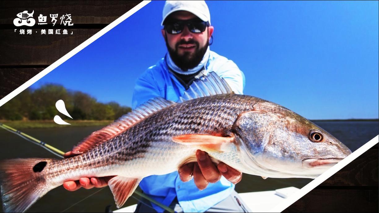 鱼罗烧美国红鱼产品宣传片