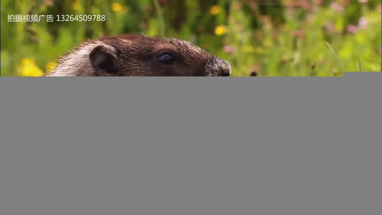 西双版纳企业宣传片广告片 