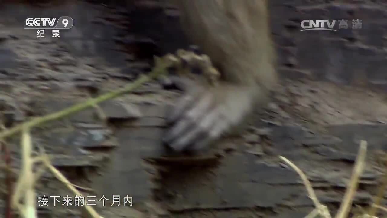 谢猛配音 纪录片猴争霸  梵曲配音