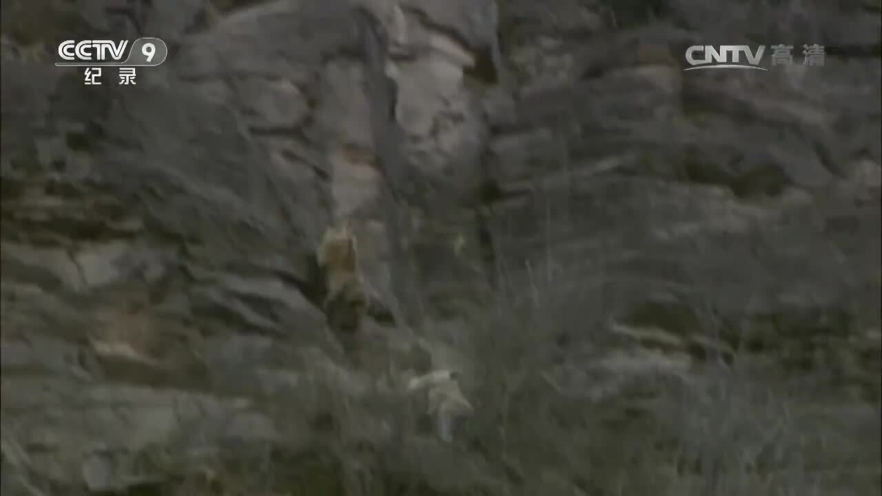 谢猛配音 纪录片猴争霸  梵曲配音