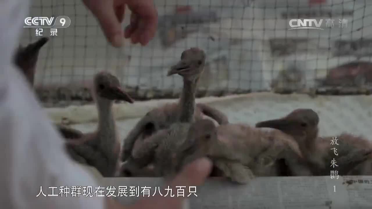 纪录片《放飞朱鹮》第一集 谢猛配音 梵曲配音