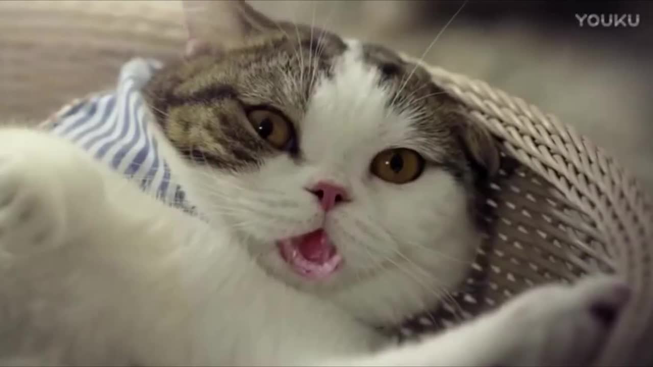Cotto Studios企业宣传片《猫老大笑了》
