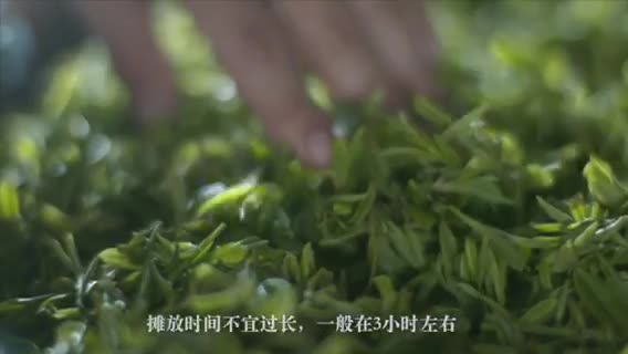 茶叶宣传片