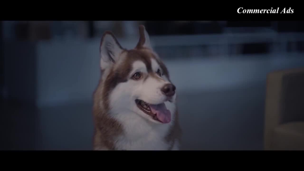 暖心广告片《忠犬Rocky的爱情故事》
