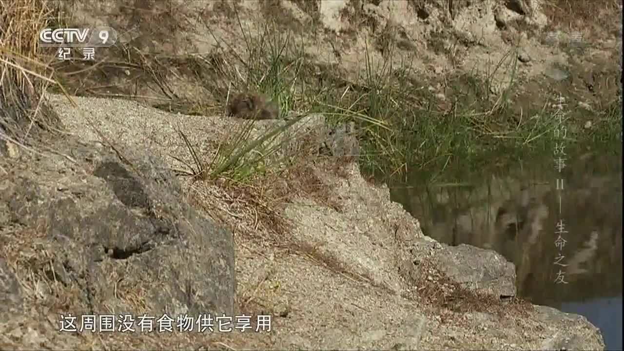纪录片 生命的故事 谢猛配音 梵曲音频制作工作室
