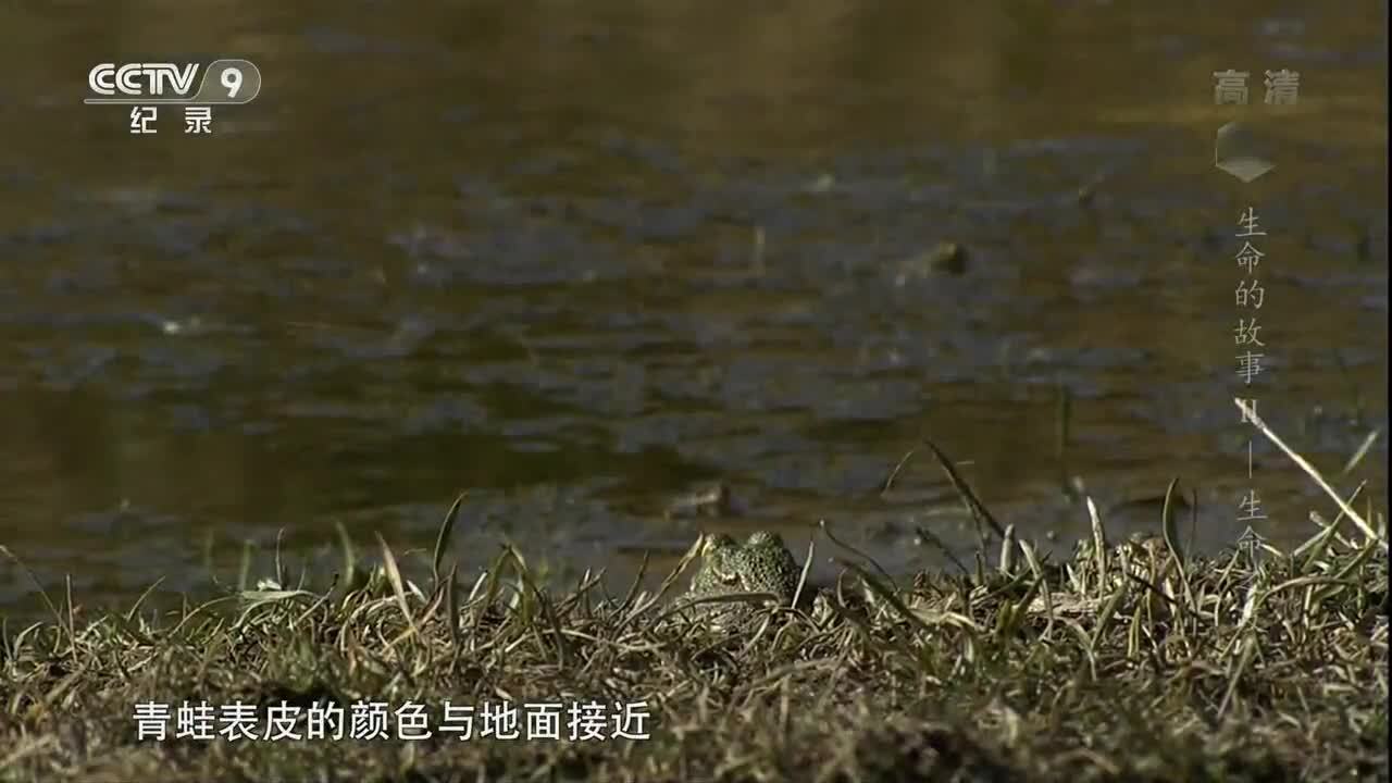 纪录片 生命的故事 谢猛配音 梵曲音频制作工作室