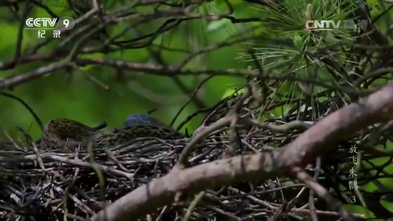 纪录片《放飞朱鹮》第三集 谢猛配音 梵曲配音