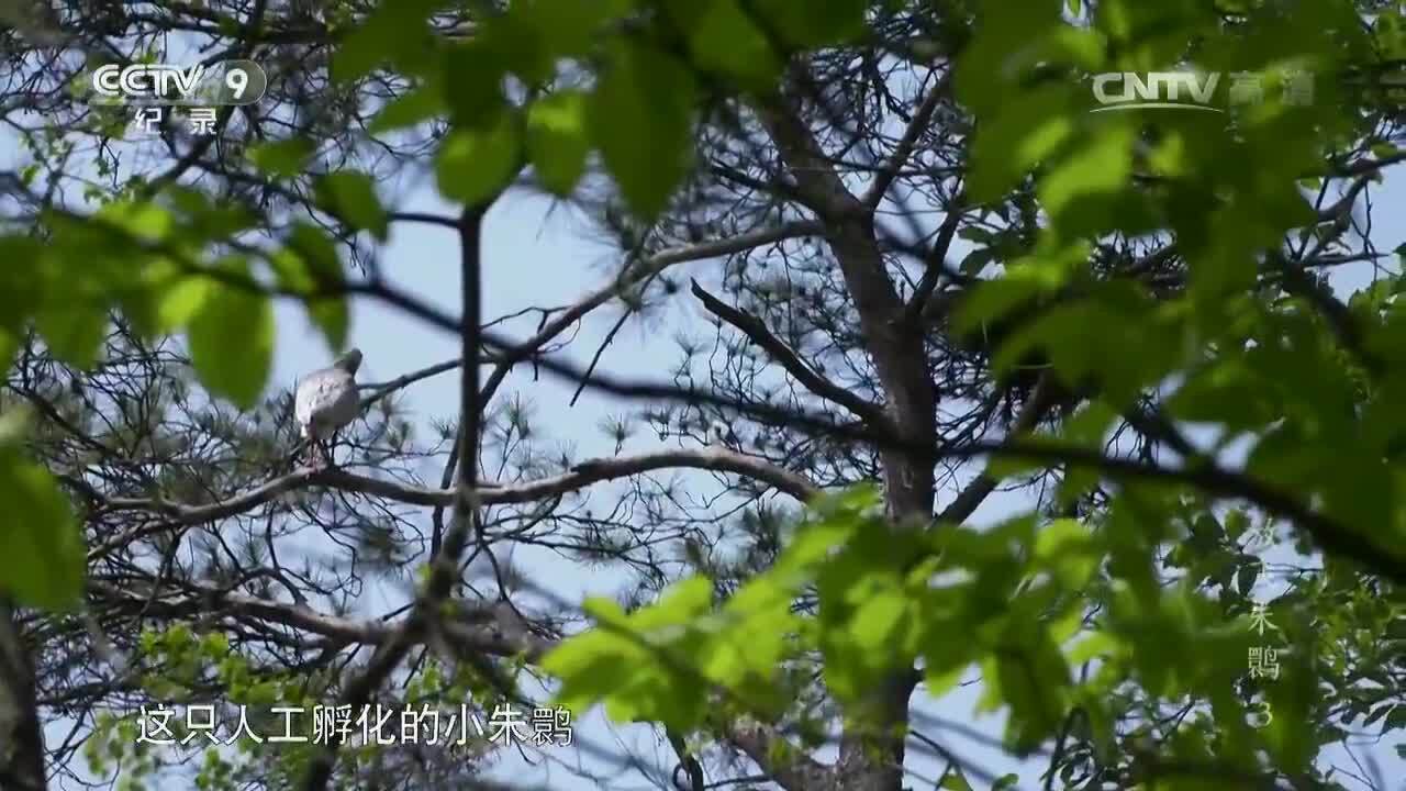 纪录片《放飞朱鹮》第三集 谢猛配音 梵曲配音